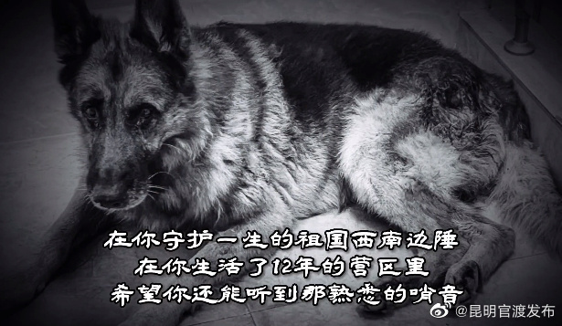 服役期间查获毒品50余公斤！云南勐康12岁功勋缉毒犬滨影离世