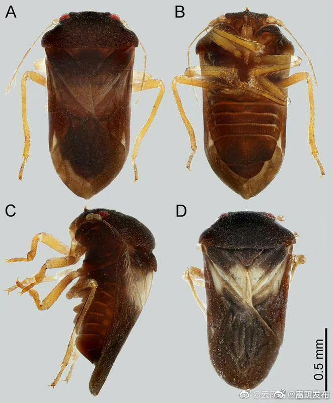 云南铜壁关自然保护区发现新属新种昆虫