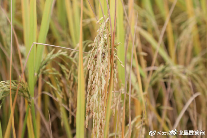 国家统计局：粮食安全水平提高，中国饭碗端得更稳