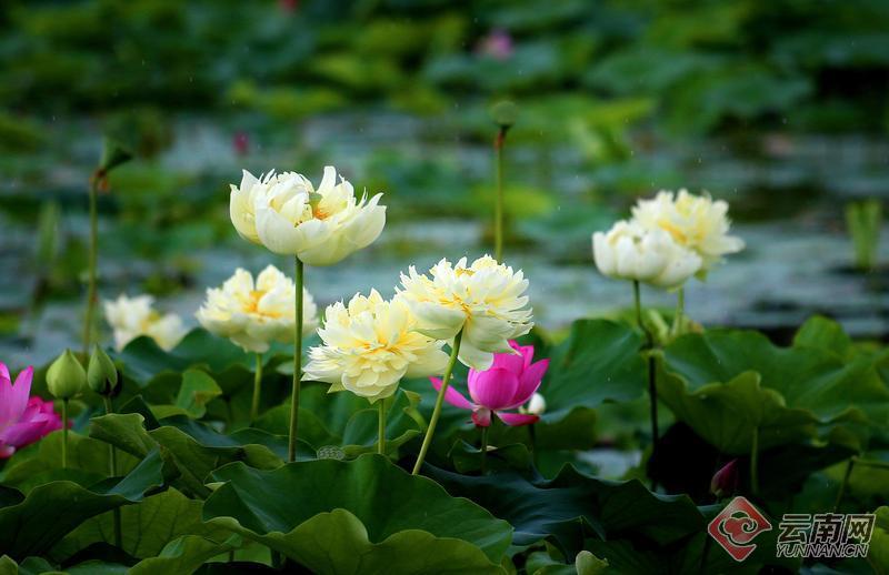 云南省文化和旅游厅