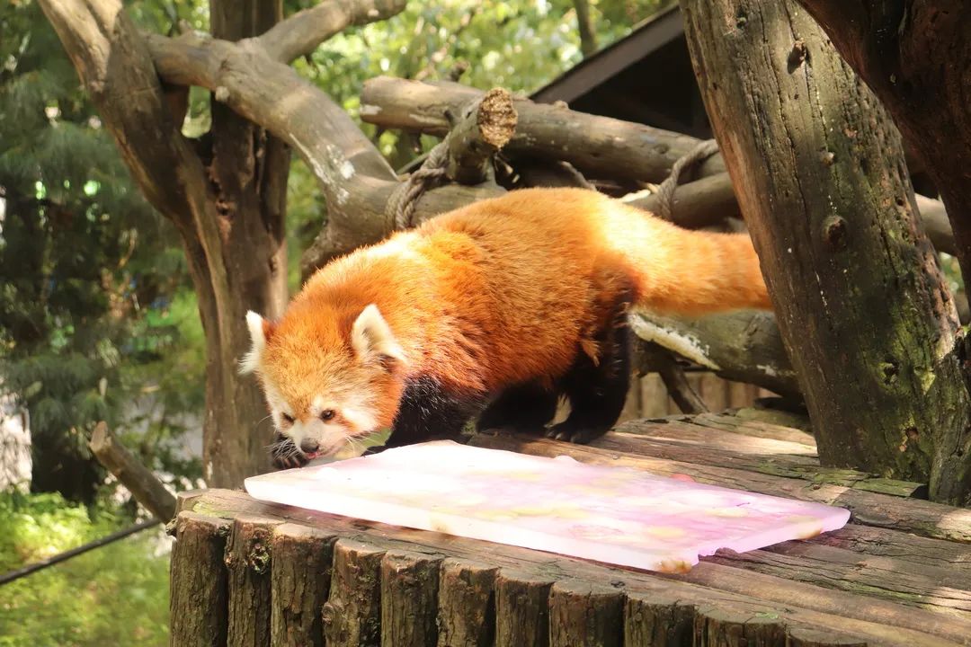 盘龙统战(微信)