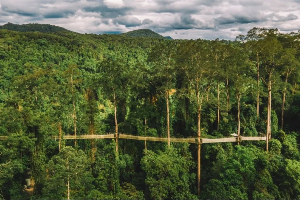 西双版纳望天树景区