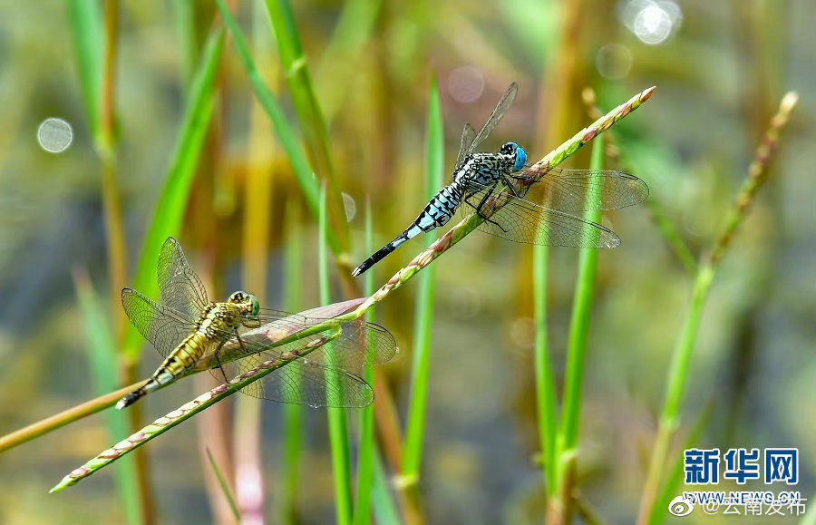 “云南发布”微博