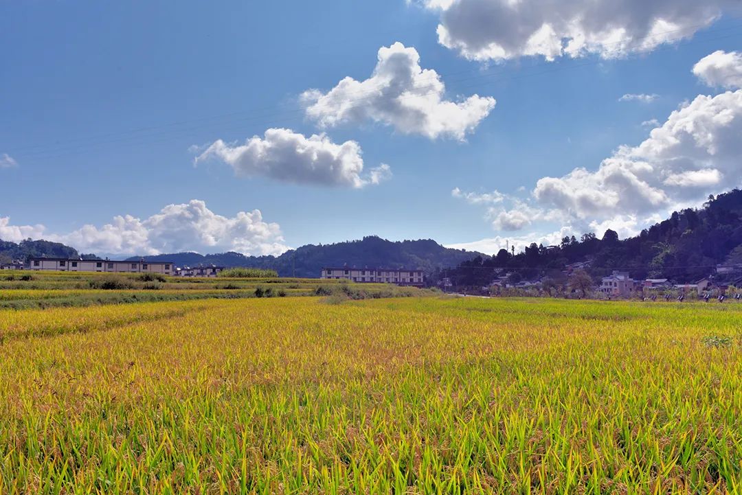 云南省人民政府网