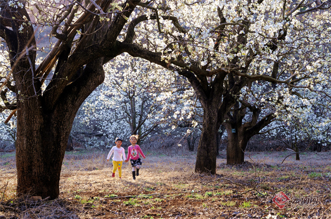 云南省文化和旅游厅