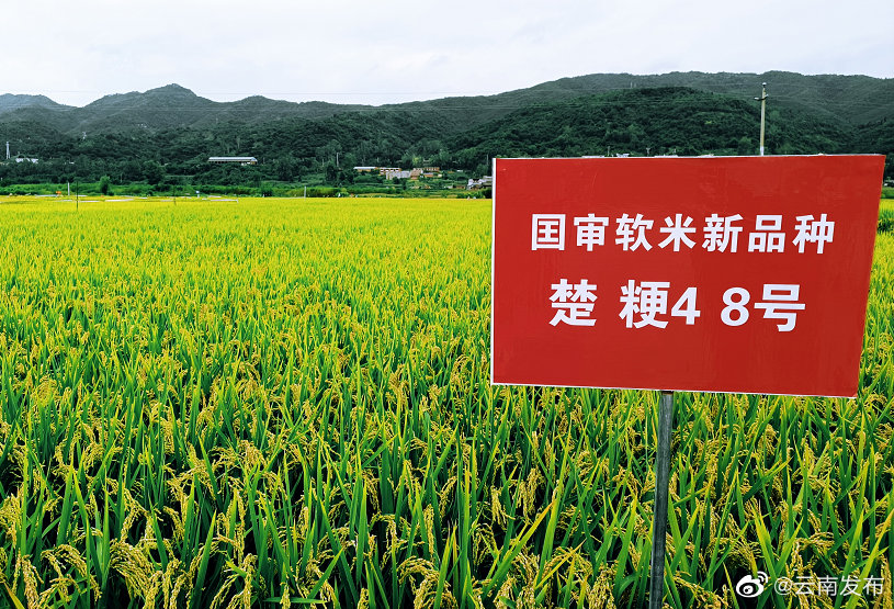 “云南发布”微博