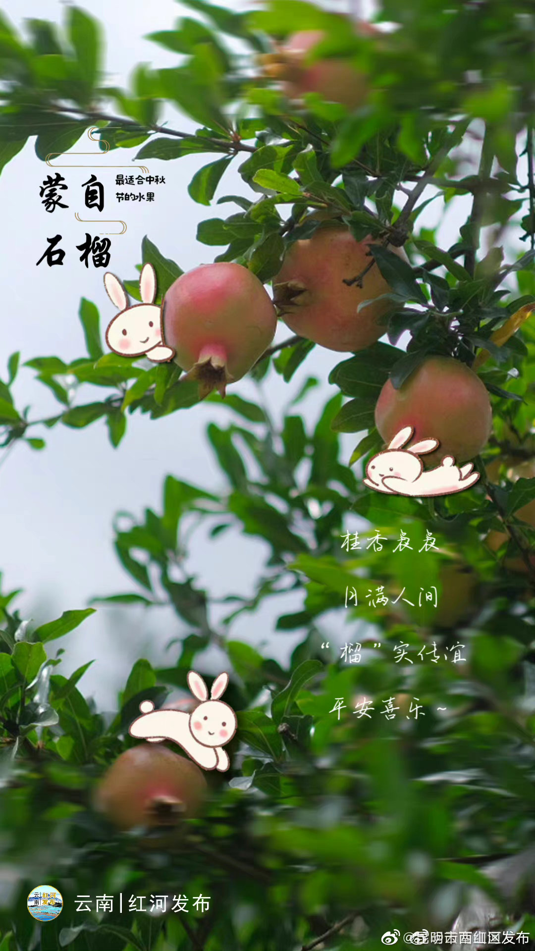 昆明市西山区发布