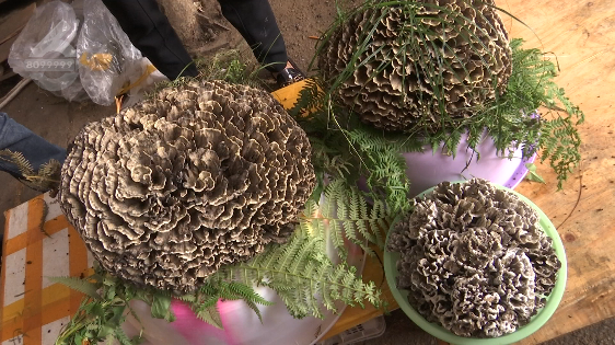 昆明信息港/cnkmxxg