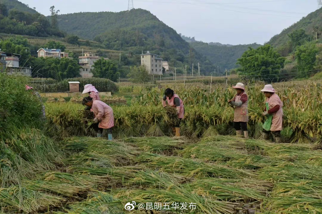 “昆明五华发布”微博
