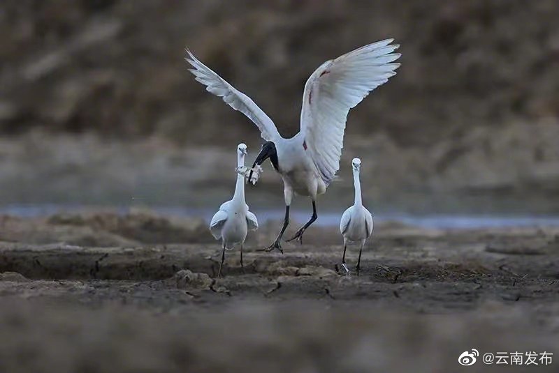 “云南发布”微博