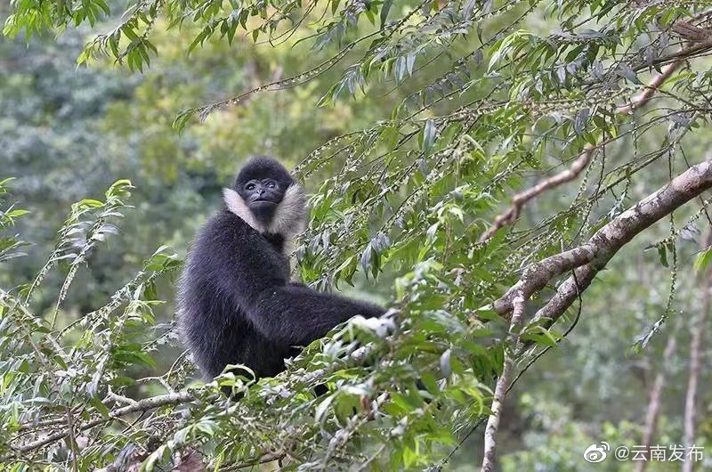 “云南发布”微博