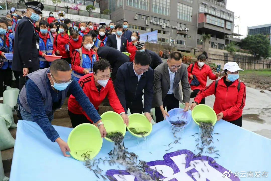 昭通水富：25万尾鱼苗投放金沙江