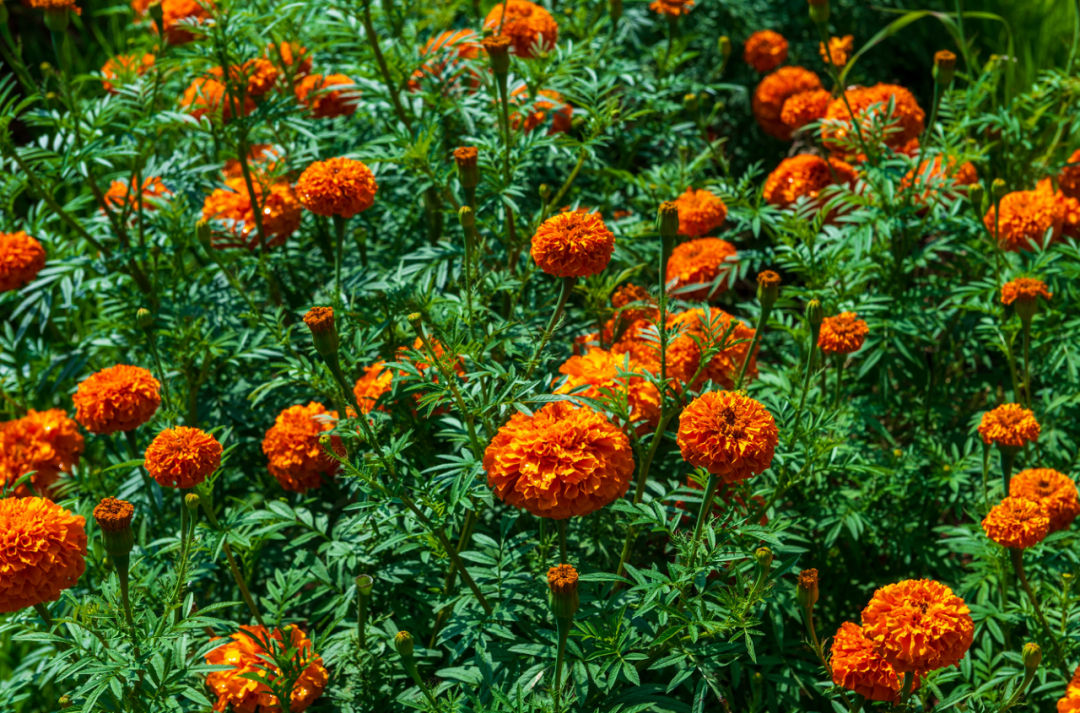 昆明市旅游监察支队