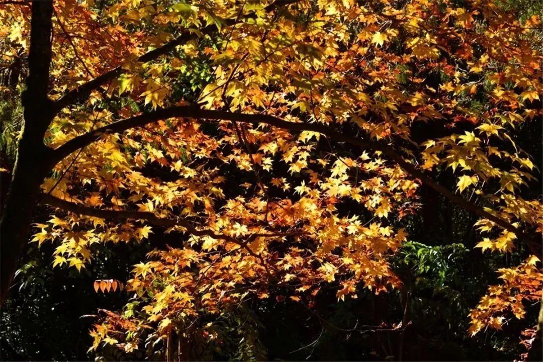 昆明市旅游监察支队