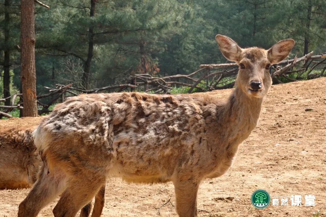 云南野生动物园