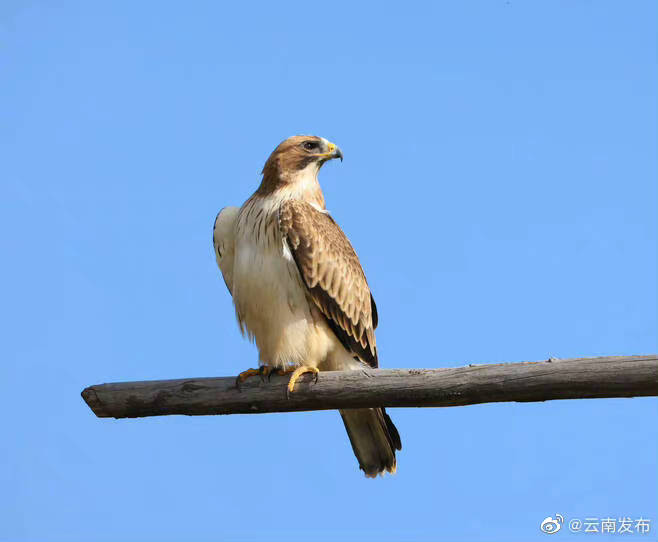 迪庆香格里拉首次拍到靴隼雕影像