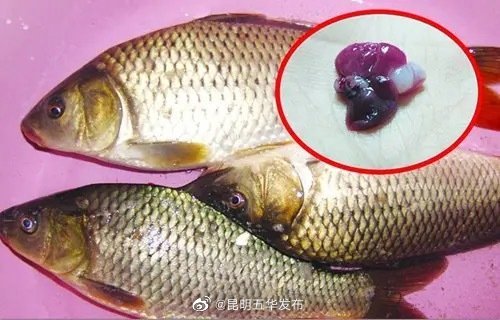 鱼胆含有多种毒素不可食用