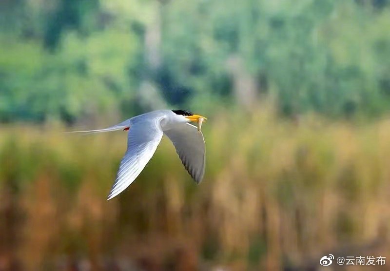 “云南发布”微博