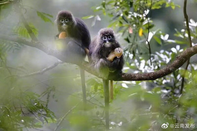 “云南发布”微博