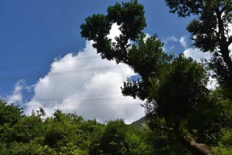 丽江日报