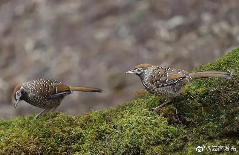 “云南发布”微博