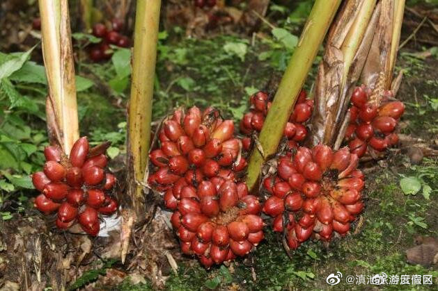 滇池旅游度假区