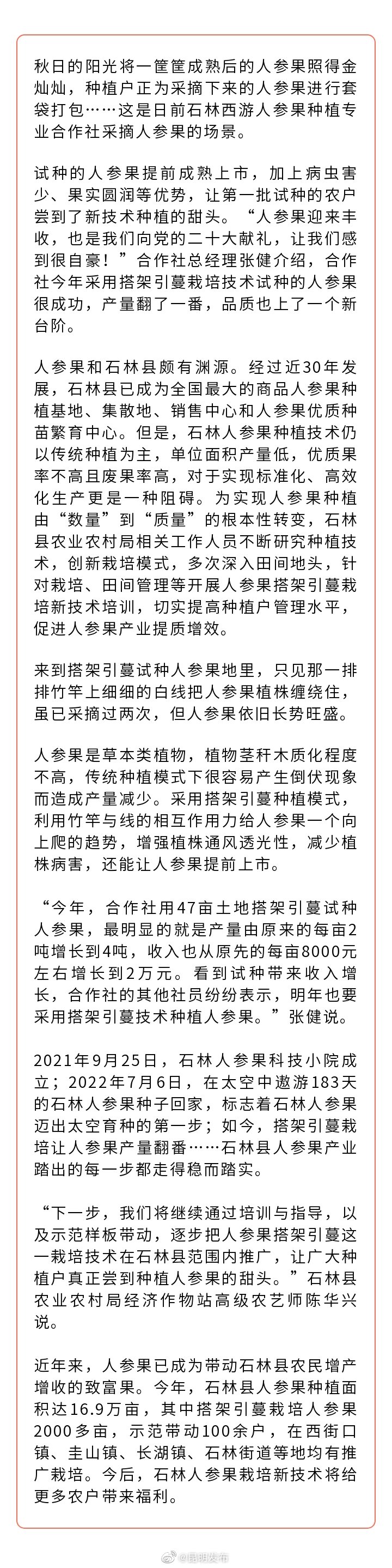 石林人参果丰收 甜到农户心里头