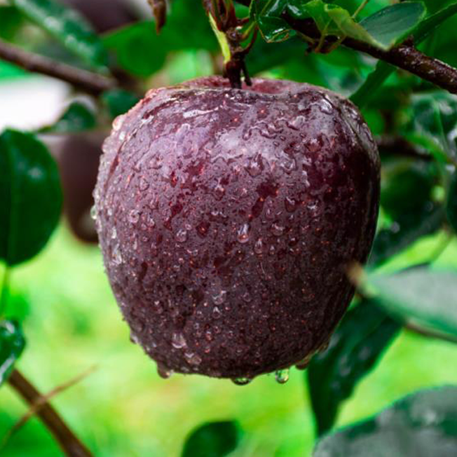 一部手机游云南