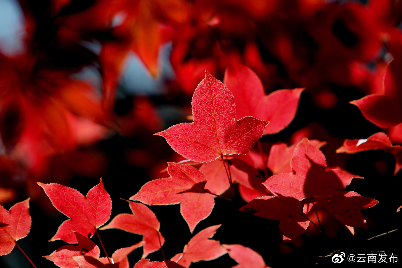 “云南发布”微博