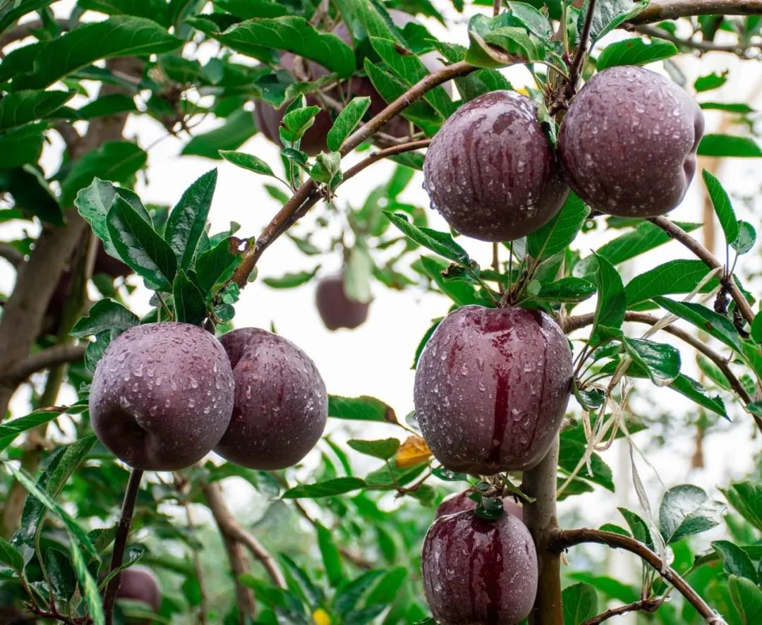 一部手机游云南