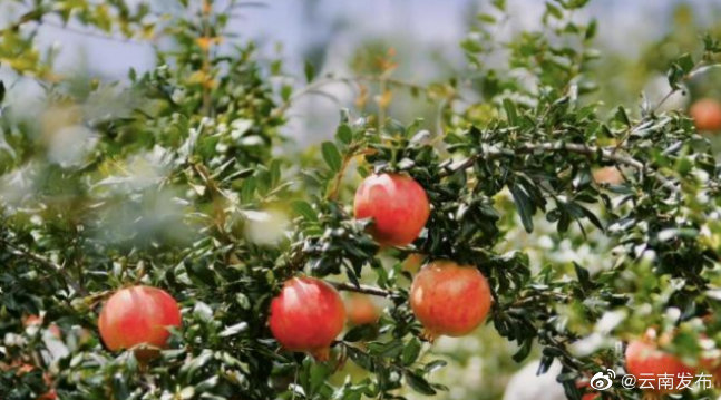 云南牟定：石榴丰收果农笑