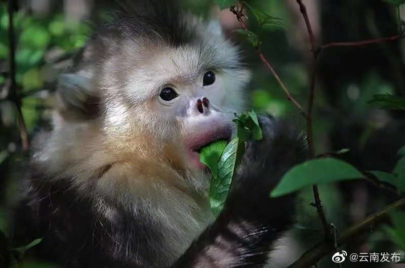 “云南发布”微博