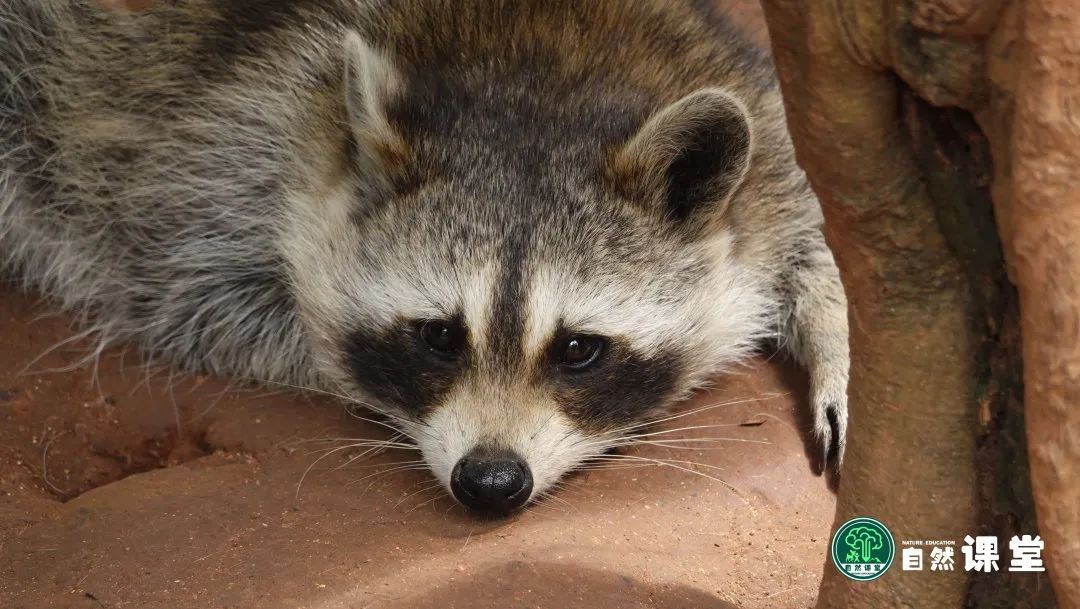 云南野生动物园