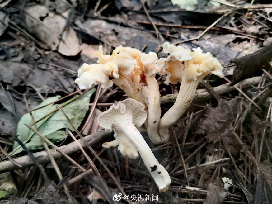 云南广播电视台