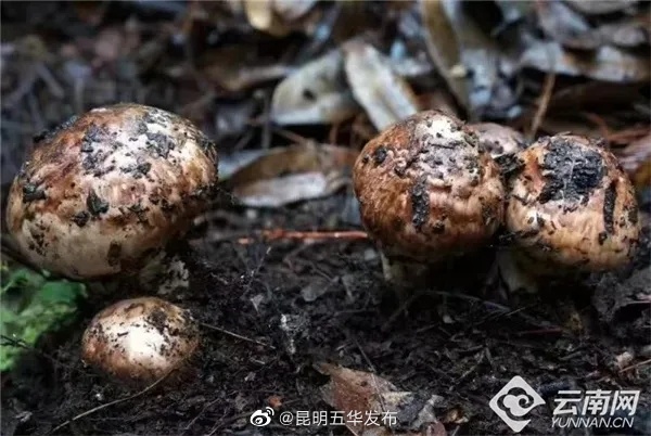 “昆明五华发布”微博