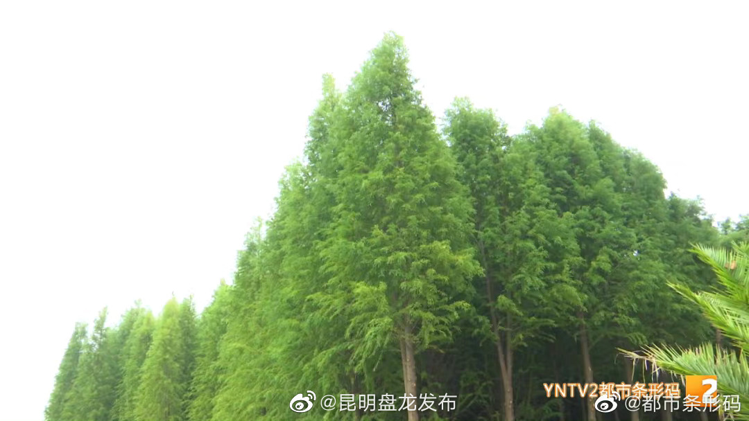 昆明盘龙发布