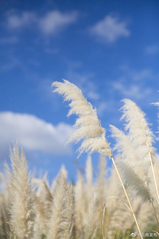 “云南发布”微博