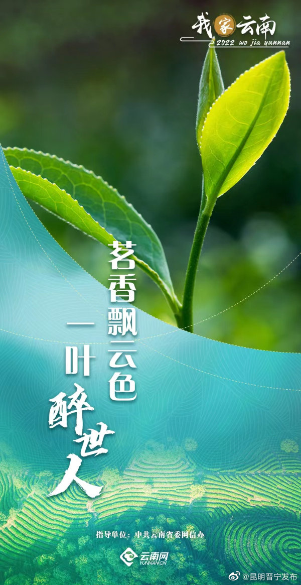 茗香飘云色 一叶醉世人