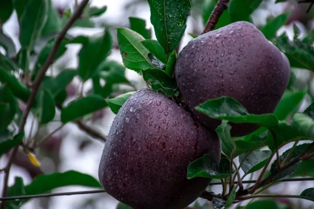 一部手机游云南