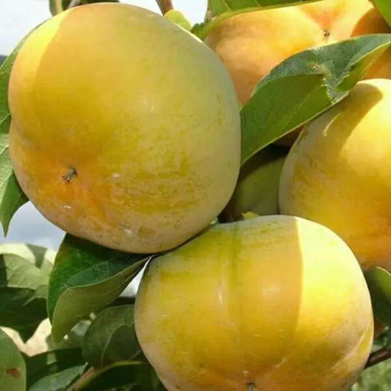 一部手机游云南