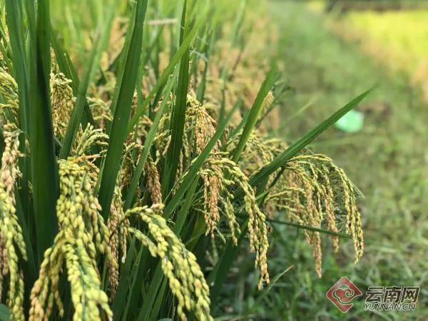 昆明市农业农村局