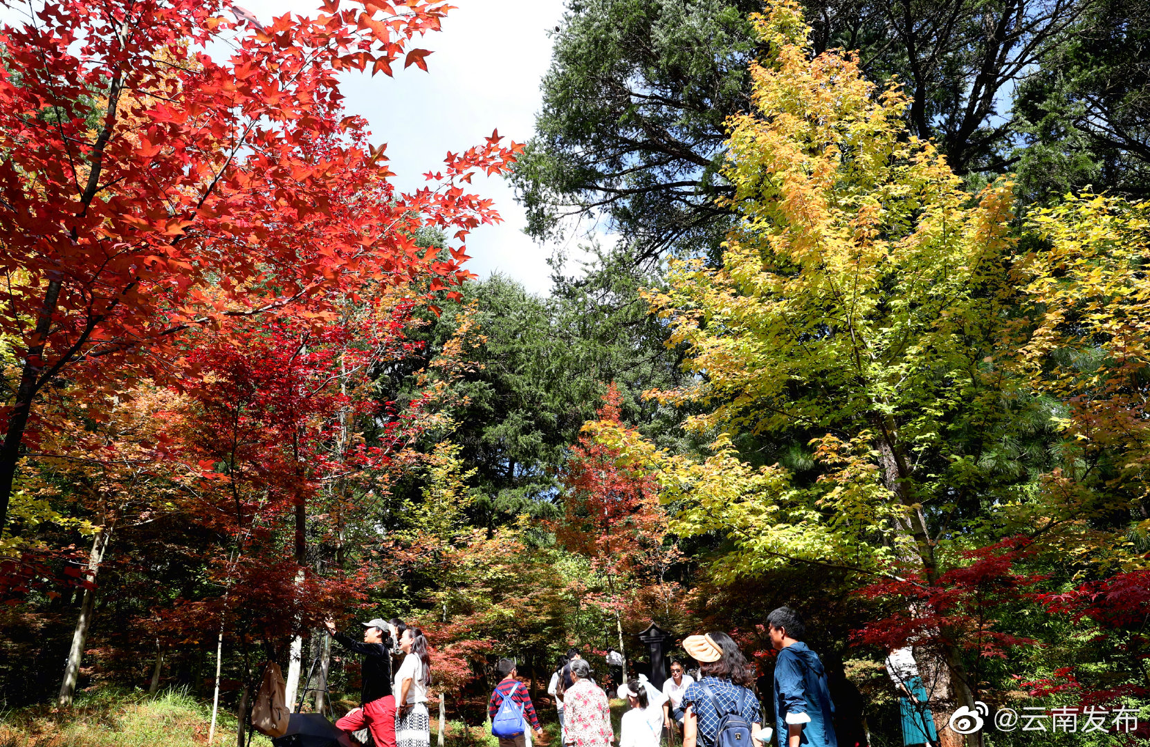 “云南发布”微博