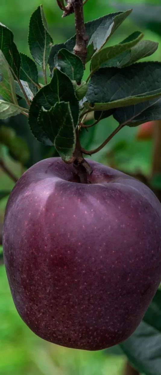 一部手机游云南