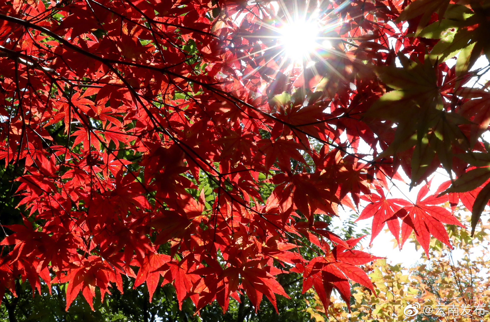 “云南发布”微博