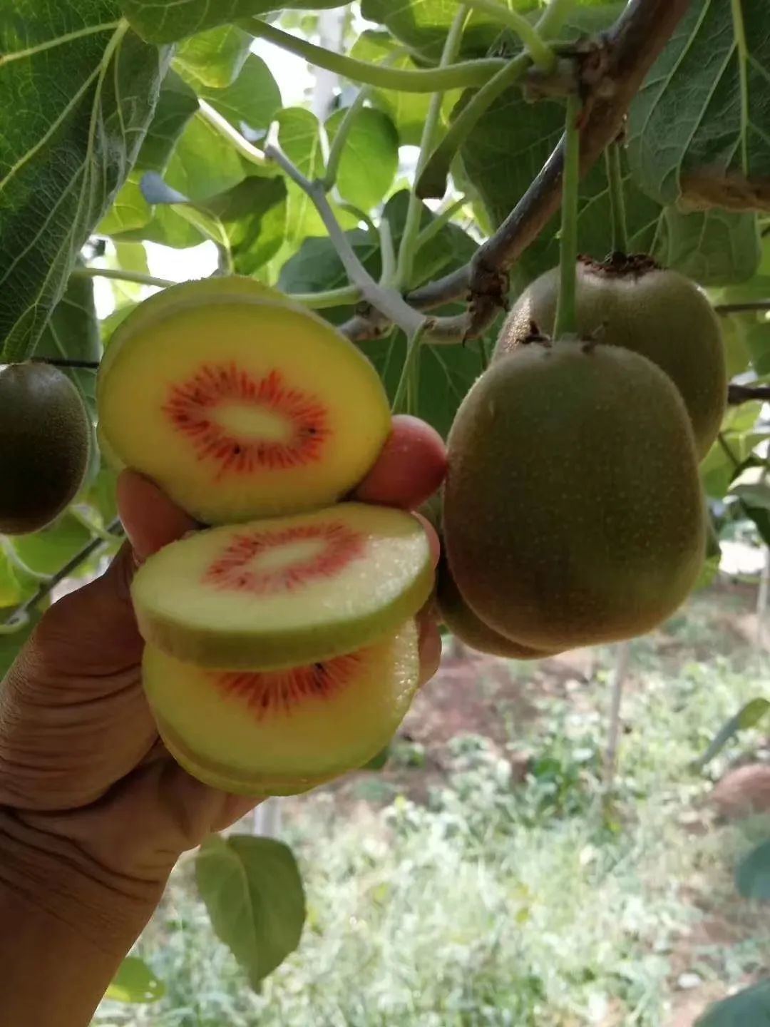 一部手机游云南