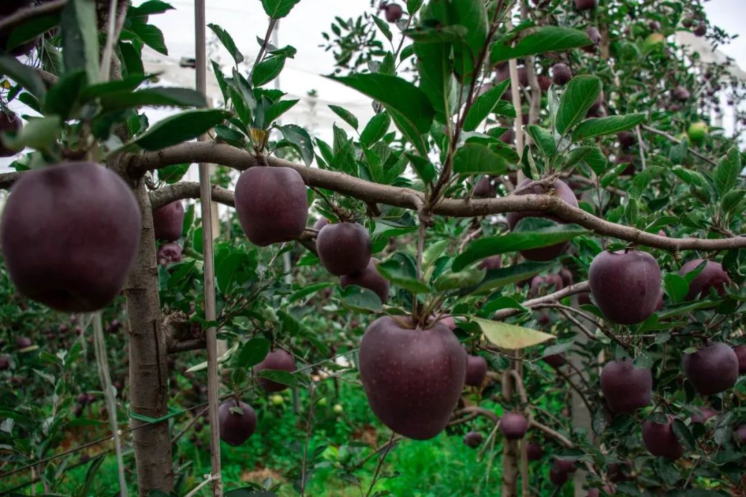 一部手机游云南