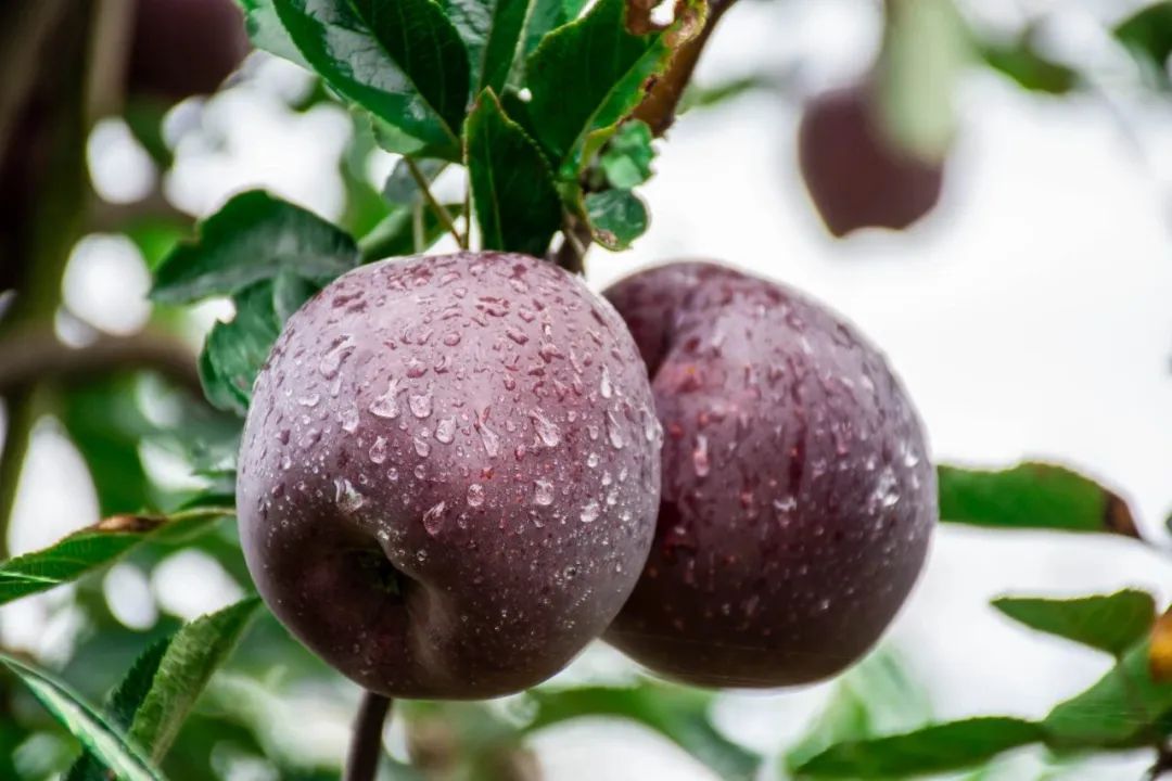 一部手机游云南