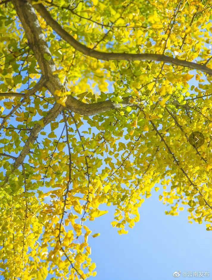 “云南发布”微博