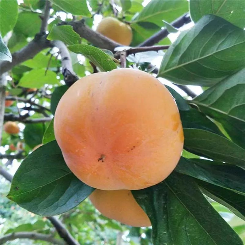 一部手机游云南