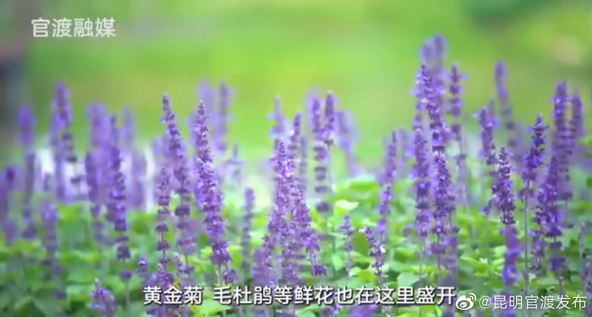 看见官渡：星海湿地